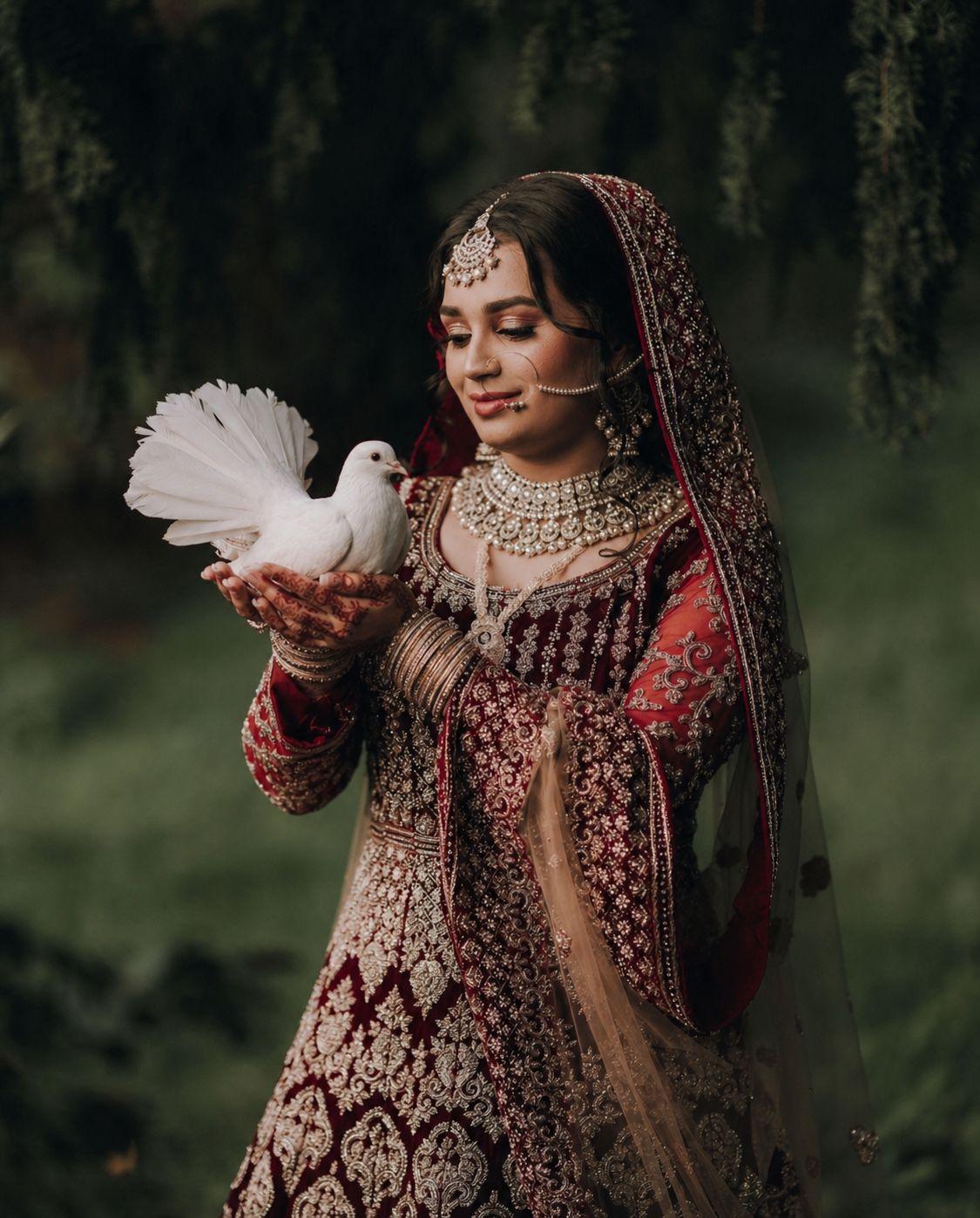 A pure white dove in soft daylight